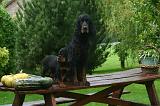 SETTER GORDON 044